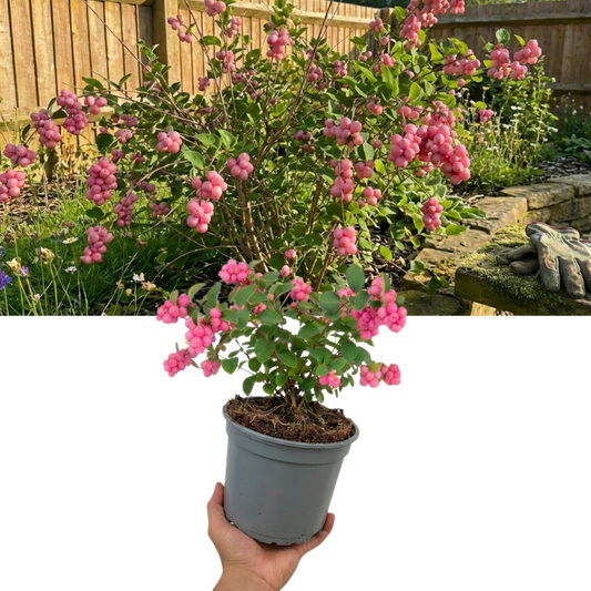 Symphoricarpos Magical Candy, Outdoor Garden Ready, 3L Pot