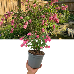 Symphoricarpos Magical Candy, Outdoor Garden Ready, 3L Pot