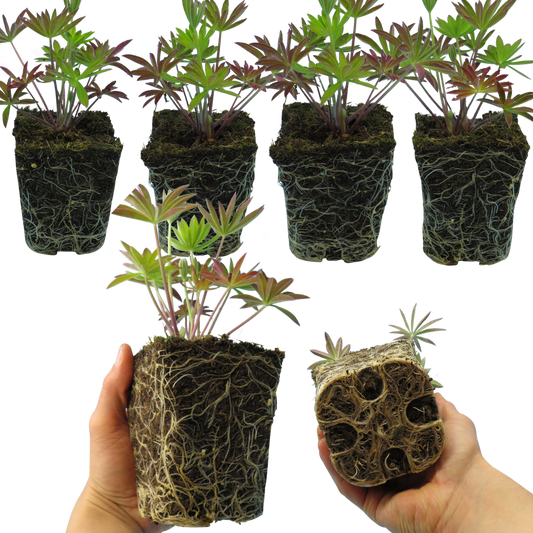 Lupin Legendary Blue, Ready to Plant in Your Garden, Peat Free