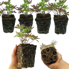 Lupin Legendary Blue, Ready to Plant in Your Garden, Peat Free