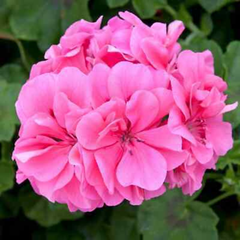 Geranium Sunflair Linda Pink | 3 or 6 1L Pots