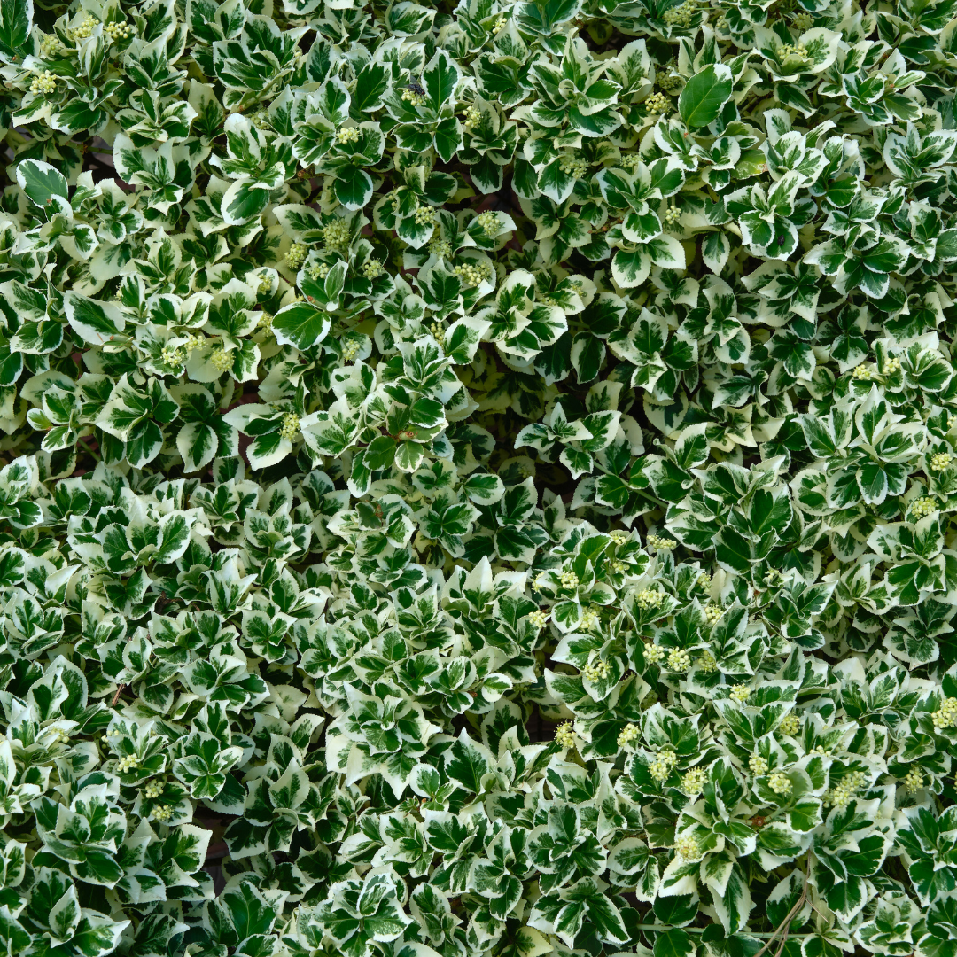 Euonymus Bravo | 2L Pot