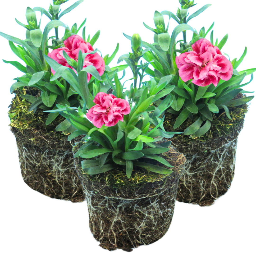 Dianthus Oscar Pink Purple | 3 or 6 1L Pots