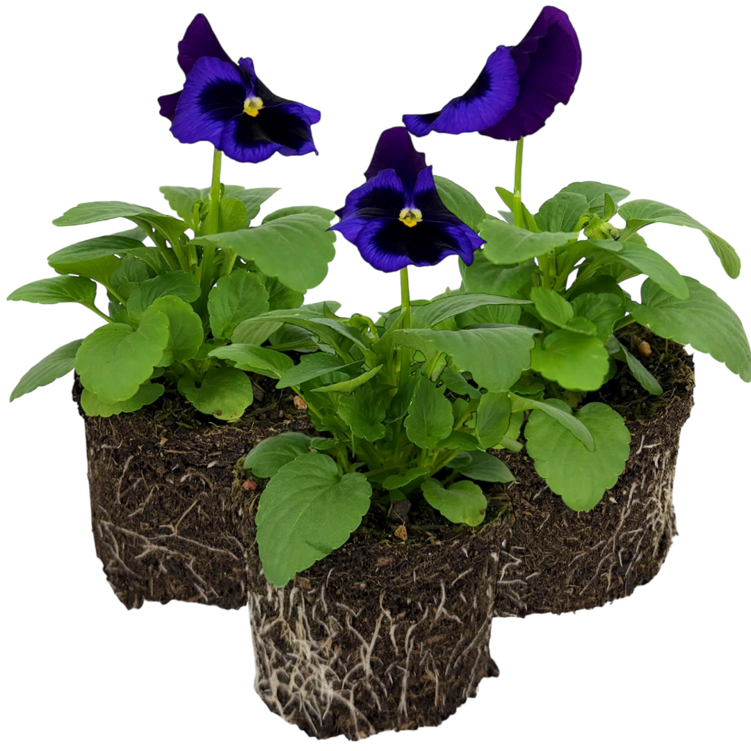 Upright Pansy Delta Pro Neon Violet | 3 or 6 1L Pots