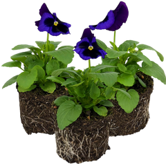 Upright Pansy Delta Pro Neon Violet | 3 or 6 1L Pots