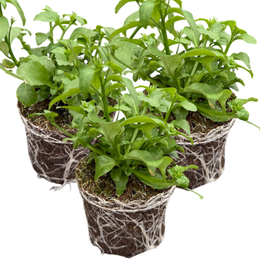Lobelia Springs White | 3 or 6 1L Pots