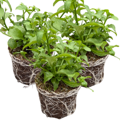 Lobelia Springs White | 3 or 6 1L Pots