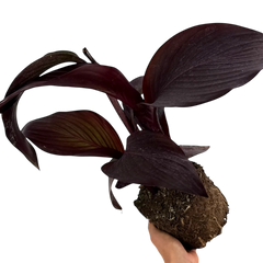 1 Canna Tropicanna Black Plant, Dark Leaf Canna Lily, Hardy Tropical Perennial, 3L Root Ball
