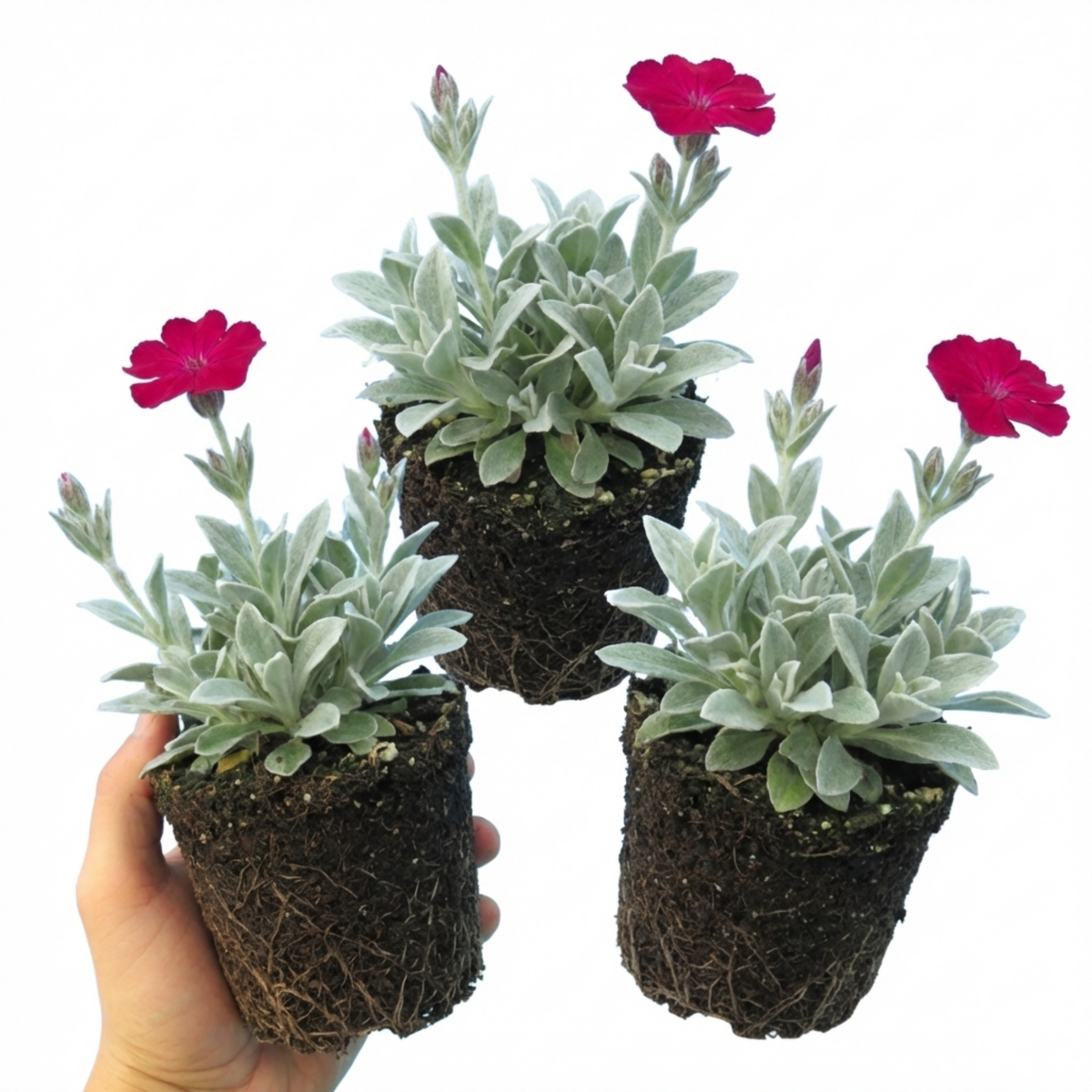 Set of 3 or 6 Lychnis atrosanguinea Hardy Perennial Plants, Summer Flowering, Bee-Friendly Cottage Garden Plant, 1L Root Ball