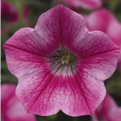 Petunia Dekko Rose Star | 3 or 6 1L Pots