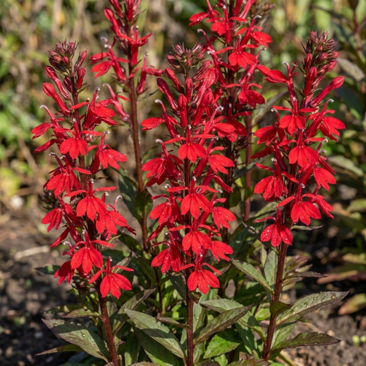 Lobelia Starship Scarlet Upright Hardy Perennial Plants, Summer Bedding, Garden Ready, 1 Litre Root Ball