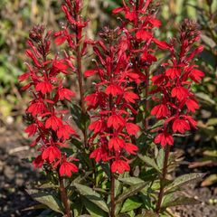 Lobelia Starship Scarlet Upright Hardy Perennial Plants, Summer Bedding, Garden Ready, 1 Litre Root Ball