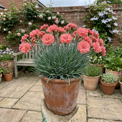 1 Cottage Pink Dianthus Sugar Coral, Hardy Fragrant Perennial, Garden Ready, 5 Litre Root-Ball