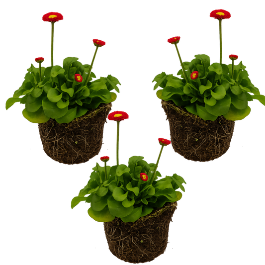 Bellis Red | 3 or 6 1L Pots