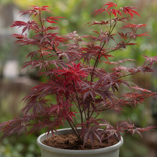 3 Litre Red Acer Tree, Japanese Maple Plant, Nursery Pots