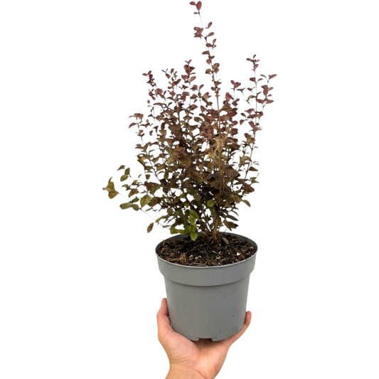 Lophomyrtus Purpurea | Large 3L Pot