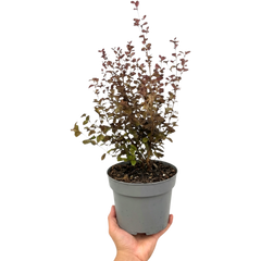 Lophomyrtus Purpurea | Large 3L Pot