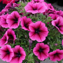 1 Large Plant - Petunia Sanguna Mega Pink Vein, Outdoor Garden Ready, 2L Pot