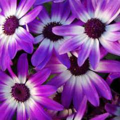 Senetti Violet Bicolour Pericallis Plant, Summer Flowering Patio Ready, 6.5 Litre Root Ball