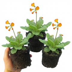 Set of 3 or 6 Primula veris Orange with Yellow Hardy Perennial Plants, Spring Flowering, Outdoor Garden Ready, 11cm Root-Ball
