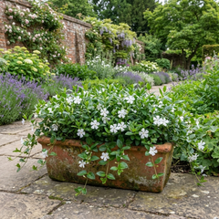 Vinca Minor Gertrude Jekyll Plant, Hardy Evergreen Periwinkle Ground Cover, 17cm Root-Ball