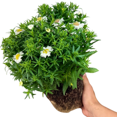 Aster Alpha White | 2L Pot