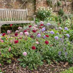 Set of 3 or 6 Knautia Macedonica Melton Pastels Plants, Bee-Friendly Hardy Perennial Scabious, Summer Flowering, 11cm or 1L Root Ball