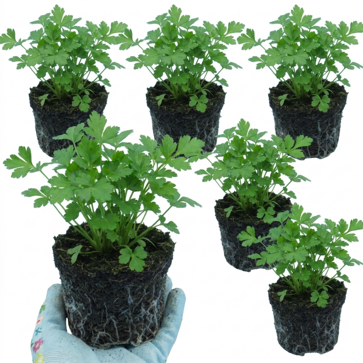 Italian Flat Leaf Parsley (Petroselinum crispum) Herb Plants, Fresh Kitchen Garden Ready, Outdoor Growing, 1 Litre Root-Ball