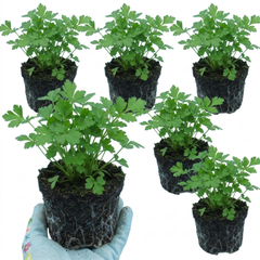 Italian Flat Leaf Parsley (Petroselinum crispum) Herb Plants, Fresh Kitchen Garden Ready, Outdoor Growing, 1 Litre Root-Ball