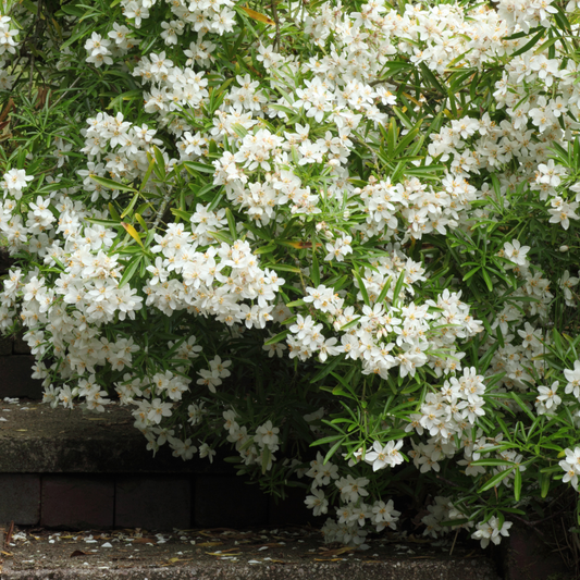 Choisya Sundance | 2L Pot