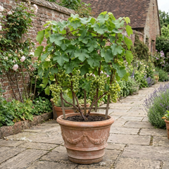 1 Superior Seedless White Grape Vine Plant, Hardy Outdoor Garden Ready, 3 Litre Root-Ball