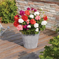 Pelargonium Toscana Dolce Vita Emma or Smart Lenja