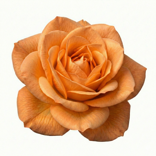 Rose Bush Orange | 3L Pot