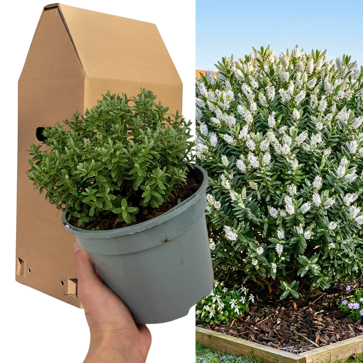 1 Large, Garden Ready Plant - Hebe Sutherlandii (Shrubby Veronica), 17cm/2L Pot