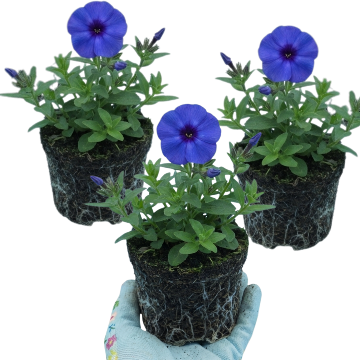 Set of 3 or 6 Phlox Blue Dark Eye Hardy Perennial Plants, Bee Friendly Summer Flowering, Outdoor Garden Ready, 1 Litre Root-Ball