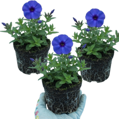 Set of 3 or 6 Phlox Blue Dark Eye Hardy Perennial Plants, Bee Friendly Summer Flowering, Outdoor Garden Ready, 1 Litre Root-Ball