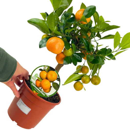 Mini Calamondin | 2L Pot