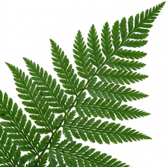 Dryopteris Linearis Polydactyla Male Fern Plants, Hardy Shade Loving Perennial Ferns, Garden Ready, 1 Litre Root-Ball