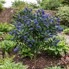 Ceanothus Concha Plant, Hardy Evergreen Blue Flowering Shrub, California Lilac, Litre Root-Ball