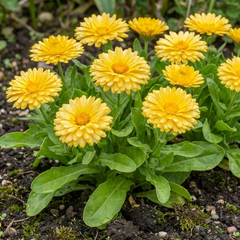 Calendula ‘Fiesta Yellow’, Ready to Plant
