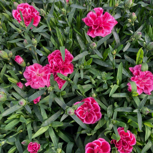 Set of 3 Large Plants - Dianthus Oscar Purple Wings, Outdoor Garden Ready