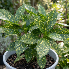 1 Large Plant - Aucuba Golden King, Ready to Plant in Your Garden, 7.5L Pot