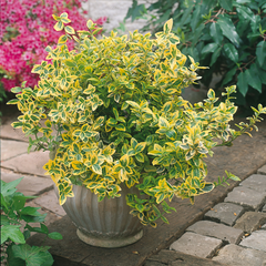 Euonymus Emerald Gold | 3 or 6 1L Pots