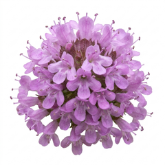 Thymus Precompa Thyme Herb Plants, Hardy Perennial Culinary Herb, Outdoor Garden Ready, 1 Litre Root-Ball
