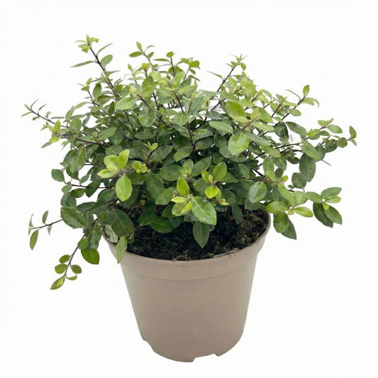 Pittosporum Pom Pom, Ready to Plant in Your Garden, 3L Pot