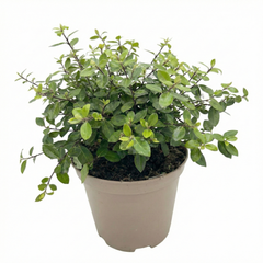 Pittosporum Pom Pom, Ready to Plant in Your Garden, 3L Pot