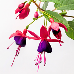 Fuchsia Dollar Princess | 2L Pot