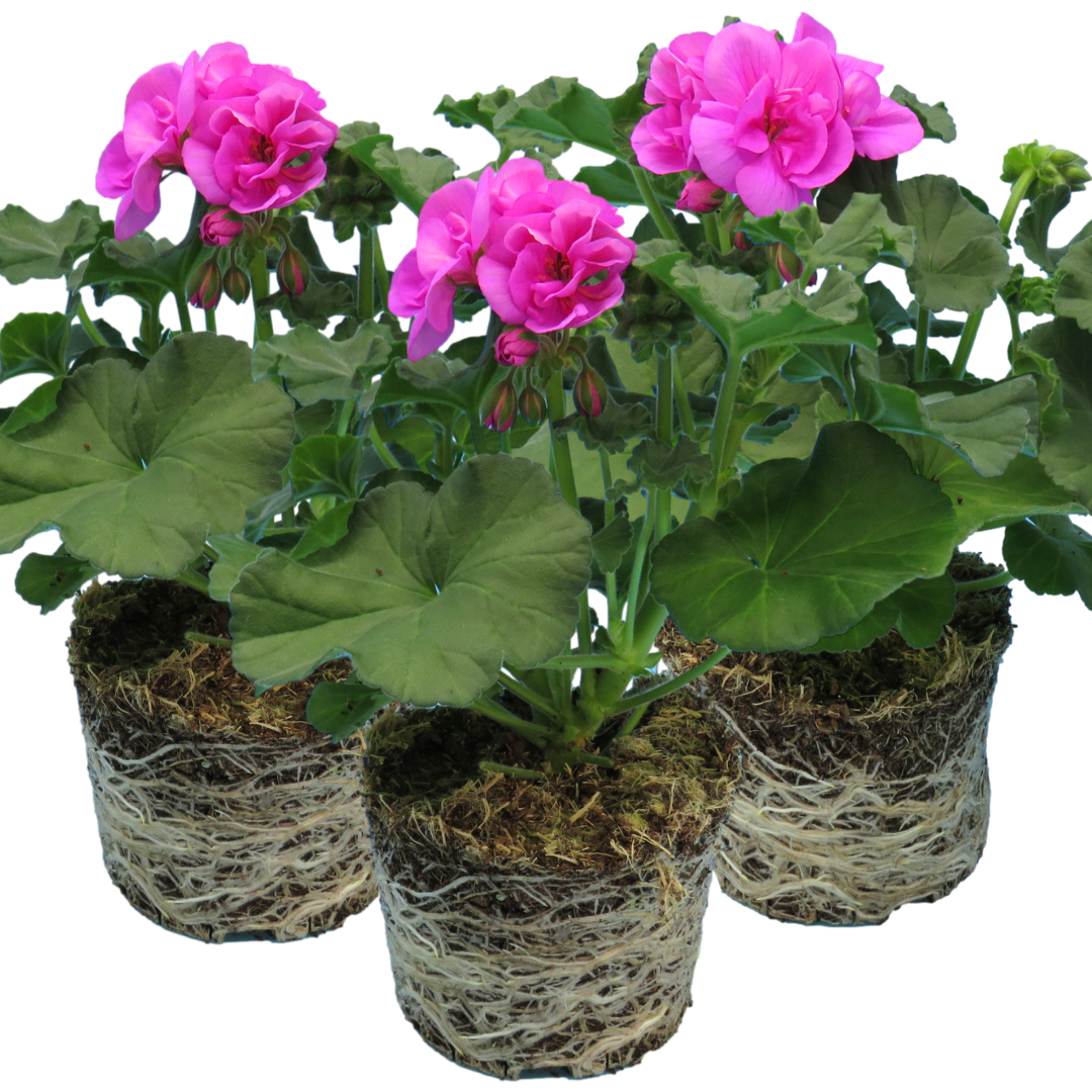 Pelargonium Toscana Dolce Vita Evi Blue, Ready to Plant