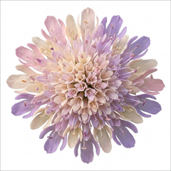 Set of 3 or 6 Knautia Macedonica Melton Pastels Plants, Bee-Friendly Hardy Perennial Scabious, Summer Flowering, 11cm or 1L Root Ball