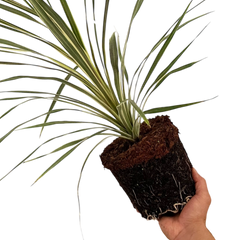 Cordyline Torbay Dazzler | 2L Pots